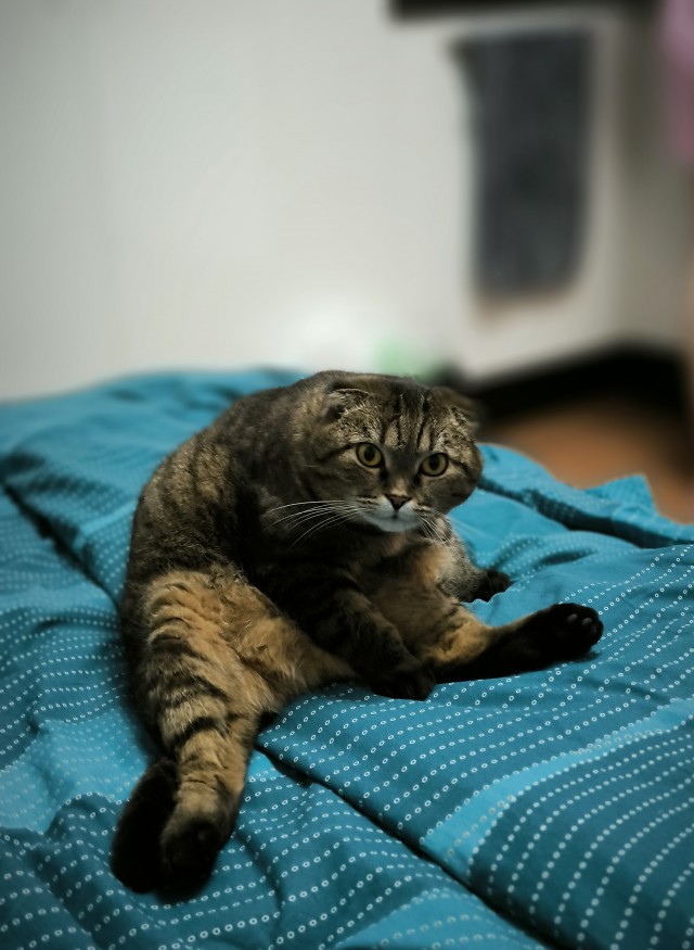 Совпало с котовторником.