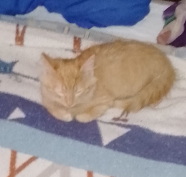 Принимайте в ряды которабов