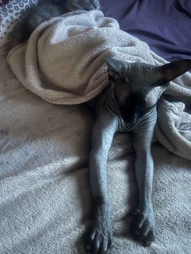 Котосон.