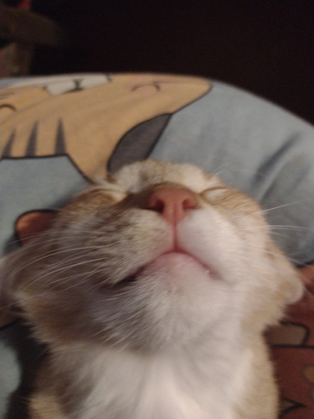 Котовторник. Где коты? Мой вот!