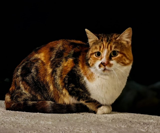 Уличные котики
