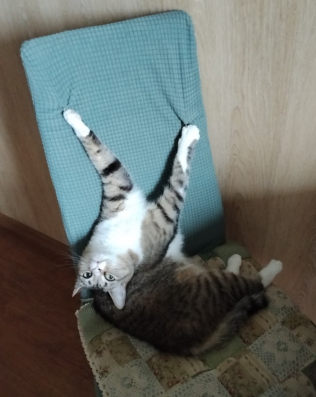 Сибас