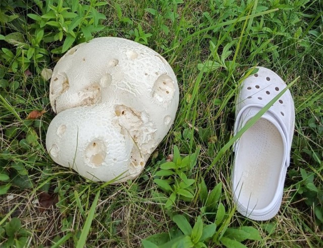 А не ликопердон ли ты часом ?