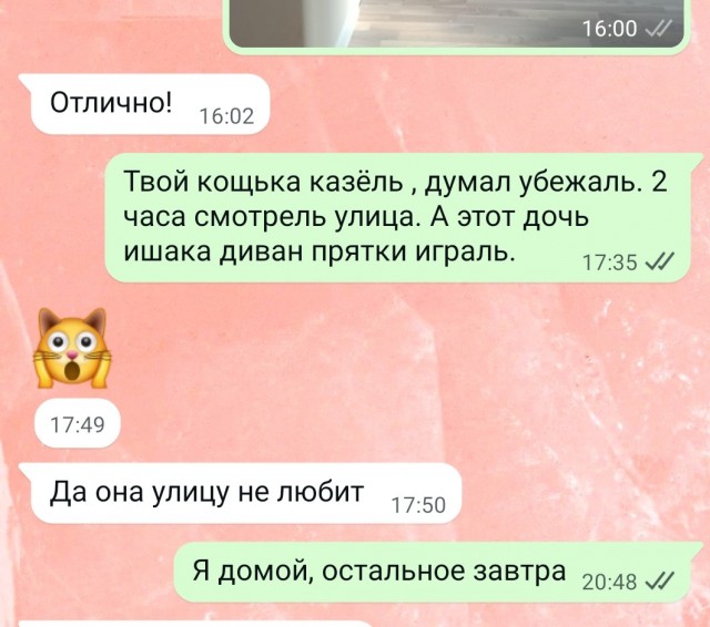 Кота случайно выбросили на мусорку вместе со старым диваном в США, но усатый путешественник смог вернуться домой