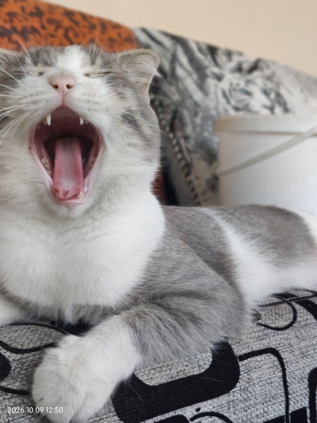 К-котовторник