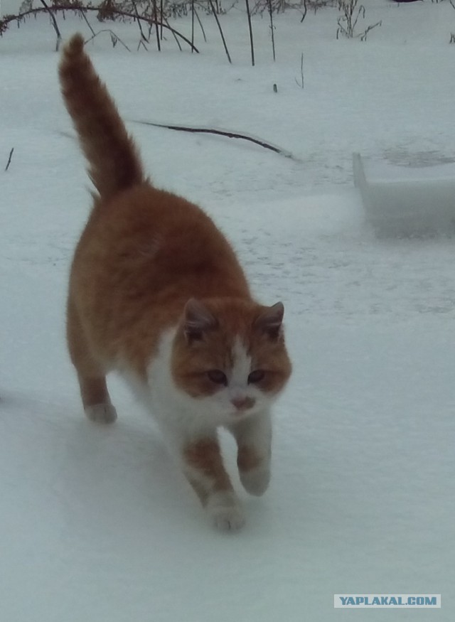 Котовторник  28.01.14