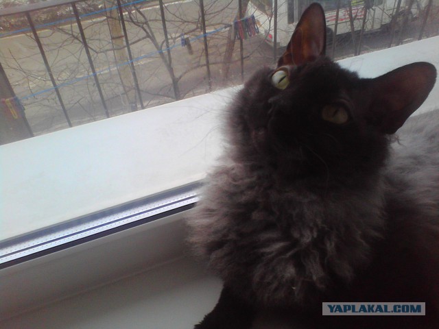 Котовторник 25.02.2014