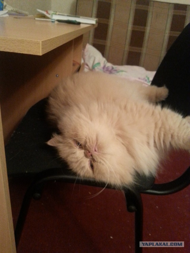 Котовторник 25.02.2014