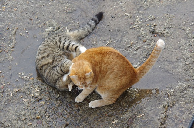 Котовторник  08.04.2014