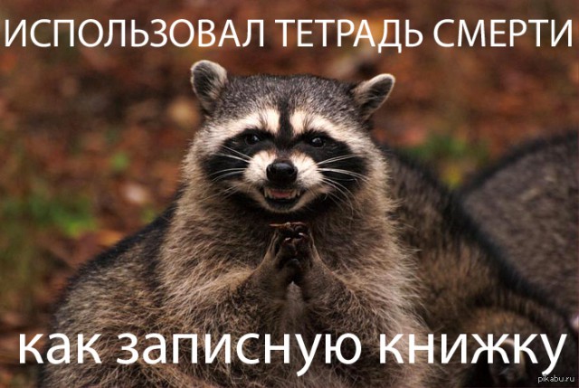 Официально заявляю: я хочу себе енота!