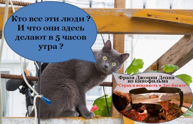 Кот в шоке!