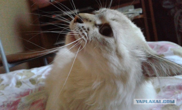 Котовторник  08.07.2014