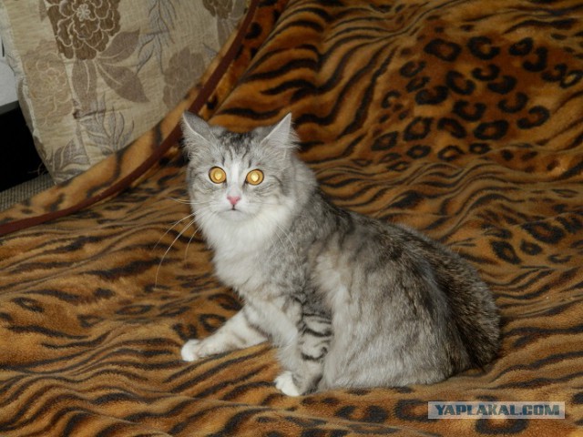 Котовторник 16.09.14