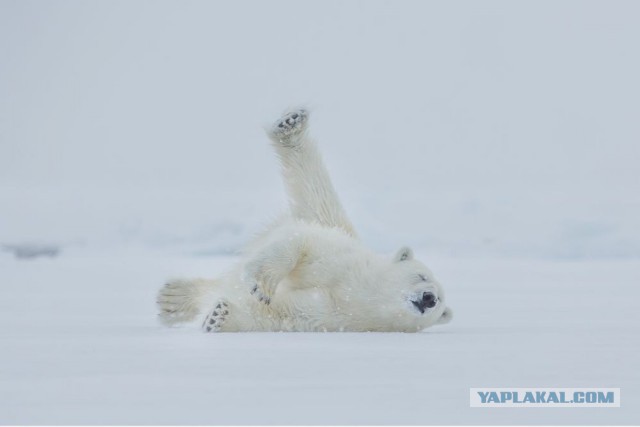 Лучшие фотографии National Geographic