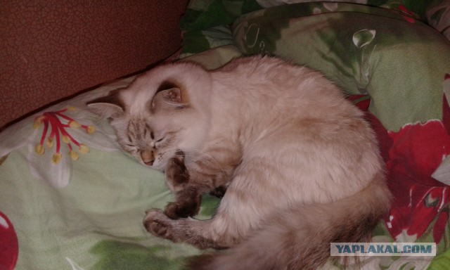 Котовторник 2.12.14