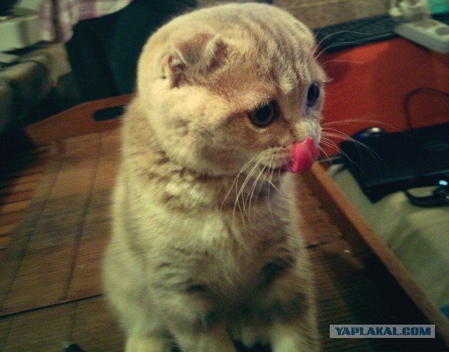 Котовторник.
