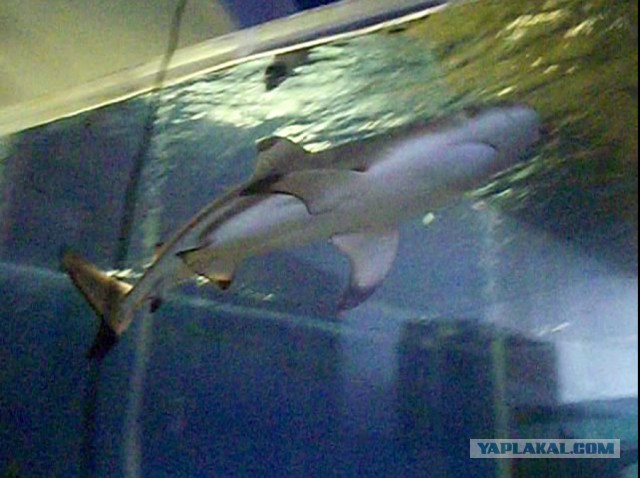 Акулы - они странные существа!