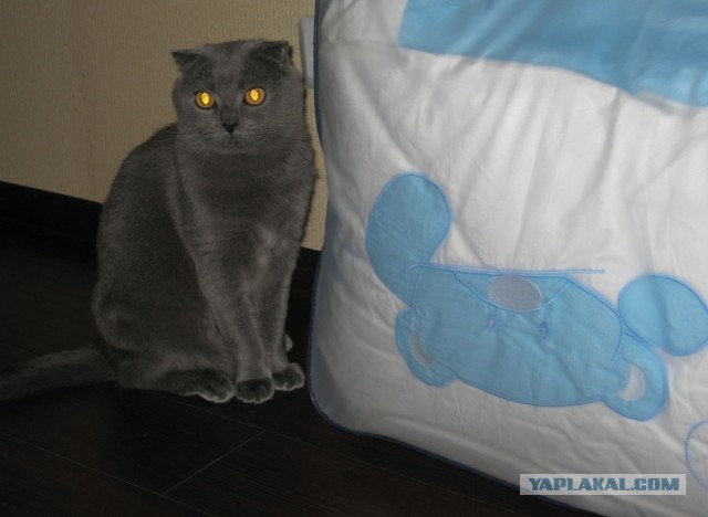 Котовторник 12.03.13