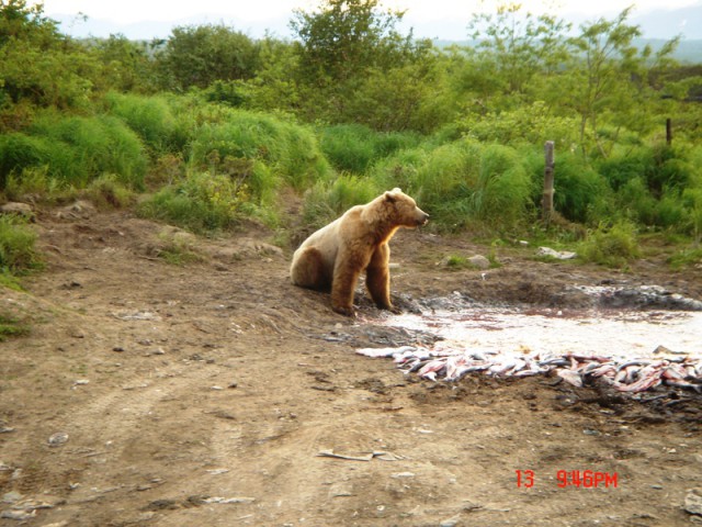 Путина 2005, Камчатка