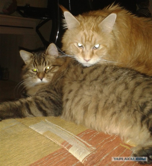 Котопёс))