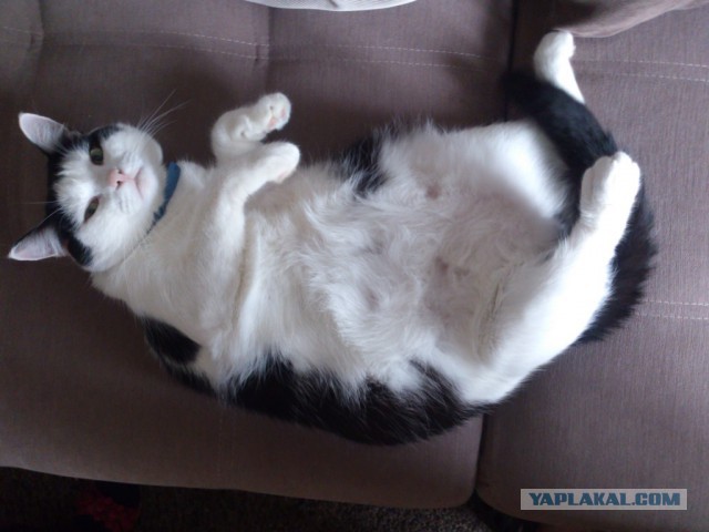 Нашли Серого