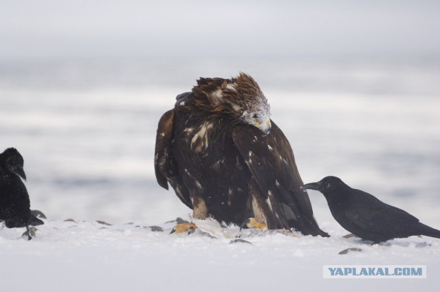 Медведи Камчатки