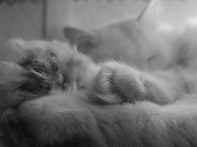 Котовторник  01.03.2016