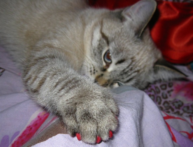 Котики на выходные