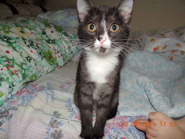 Мои кошки