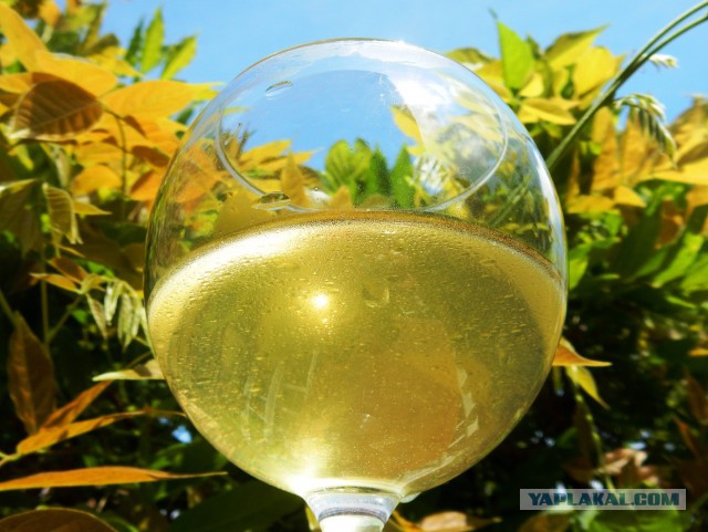 Фастфуд-пикник на день рождения ЯПа