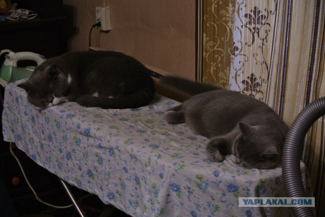 Коты пришли гладиться. Только и всего