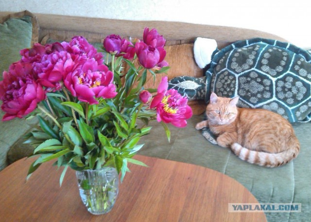 Котовторник 21.06.16