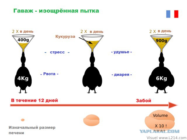 Как я перестал есть пищу