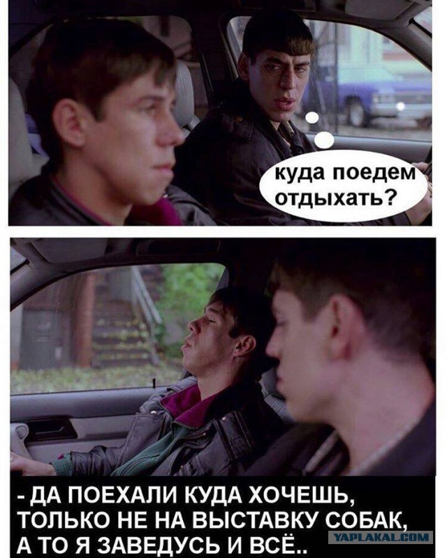 Панин vs пёсик