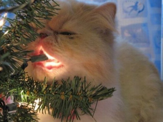 Коты против Рождества или почему новогодние праздники являются любимым временем кошачьих