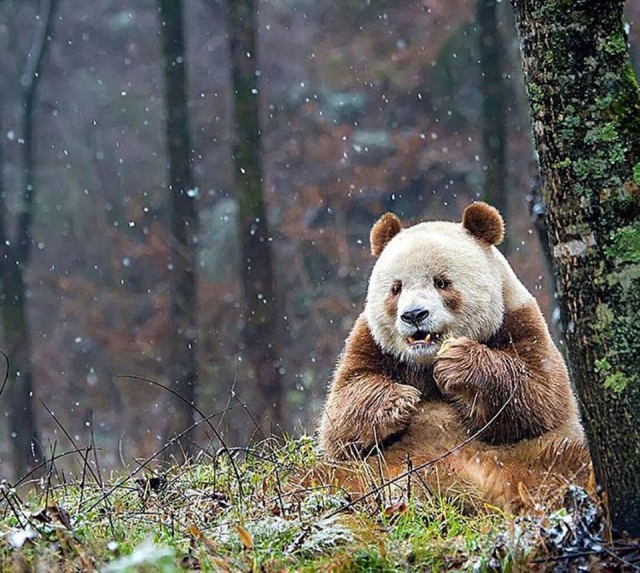 Самые смешные животные