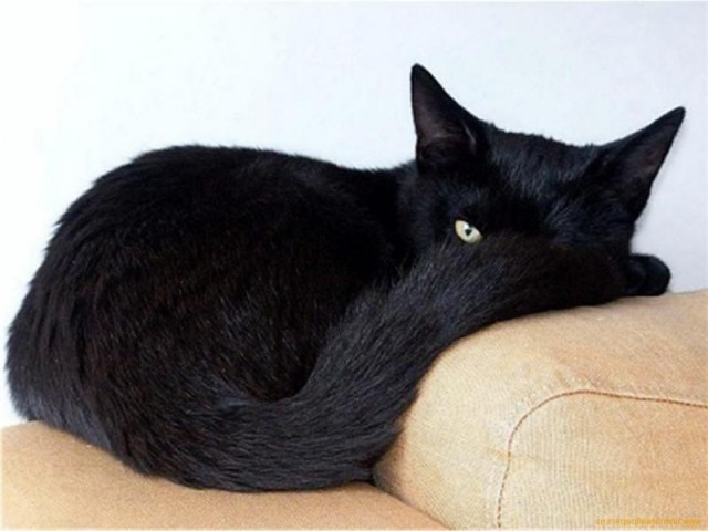 Коты из сети