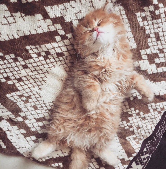 Коты и Кошки