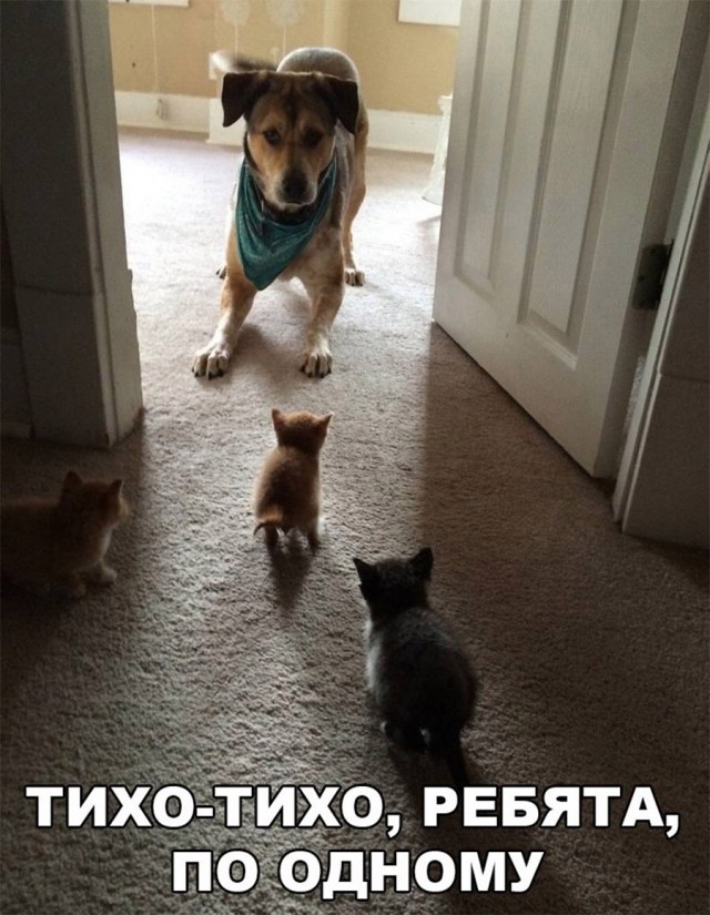 Коты и Кошки