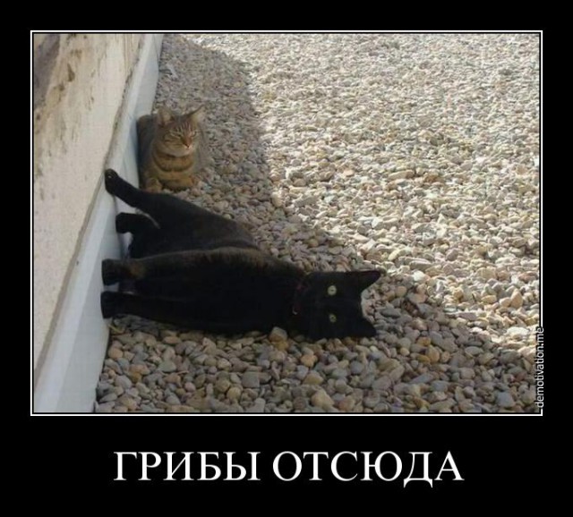Написал Юрию Лозе о том что могу поехать на Евровидение! Жду ответа! (текст и видео прилагается) (Пашкет)