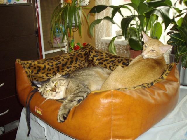 Коты и Кошки