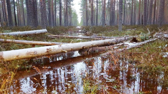 Закрытие весенней охоты.