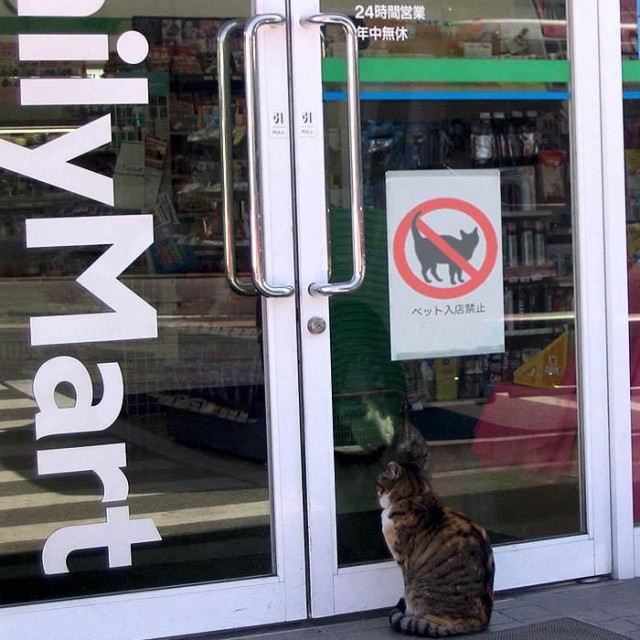 Коты и Кошки
