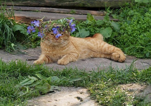 Коты и Кошки