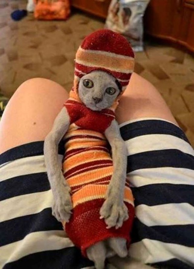 Коты и Кошки