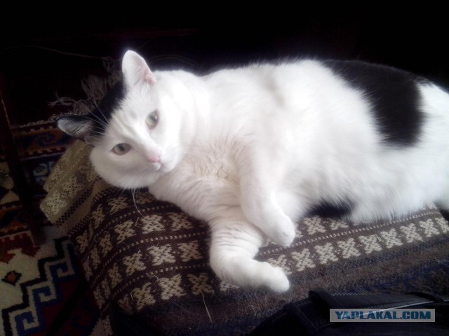 Котовторник 20.02.18