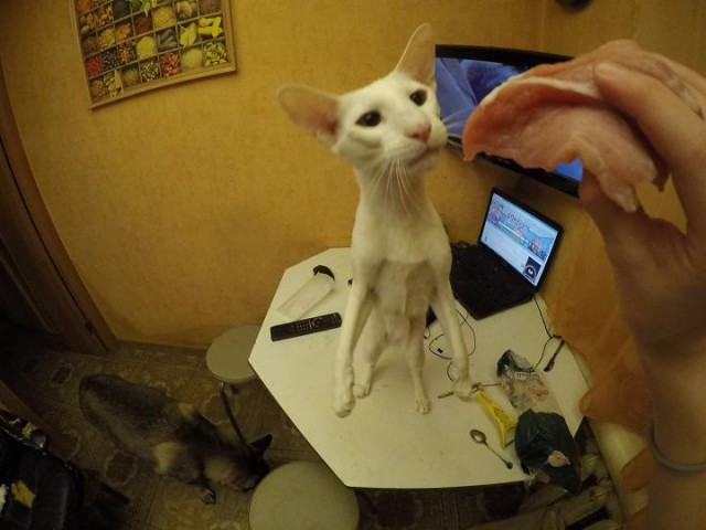 Котовторник 27.02.2018 наступил!