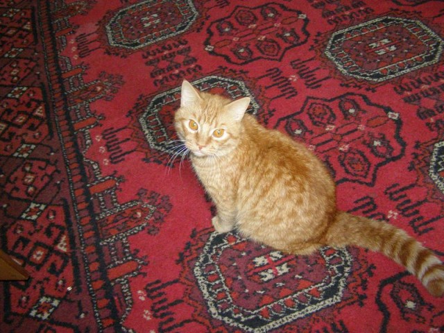 Котовторник на ЯПлакалъ (13.05.08)
