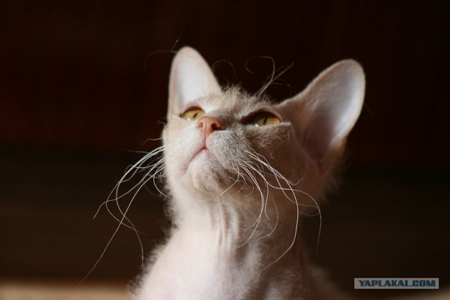 Котовторник на ЯПлакалъ