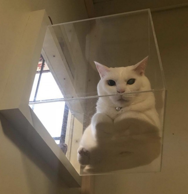 Прикольных котов пост